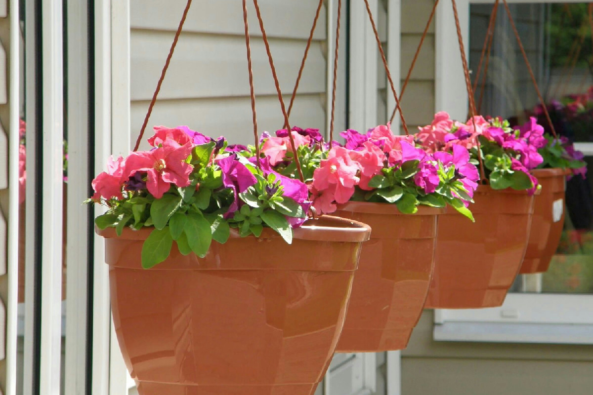 4 fiori ideali da piantare a dicembre per balconi e giardini con fioritura precoce