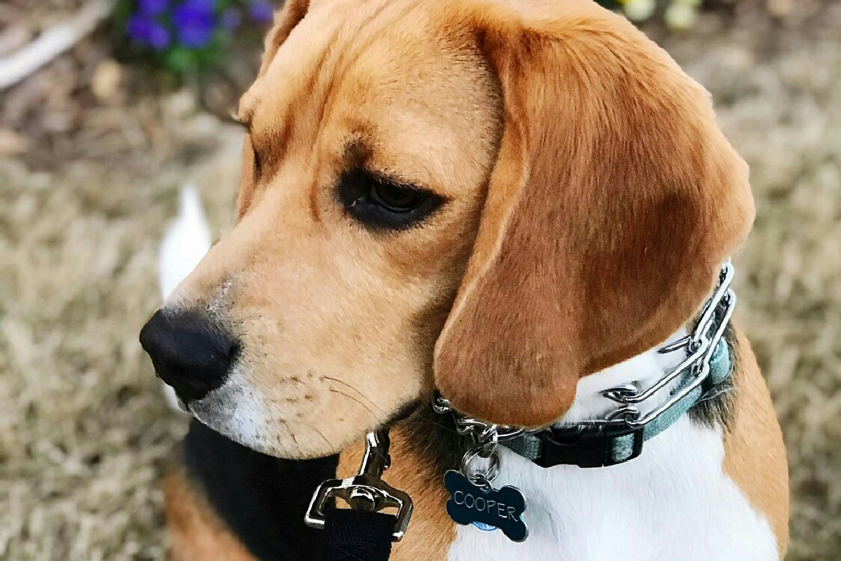 Allarme per gli animali domestici: collare antiparassiti pericoloso in vendita sul mercato nazionale