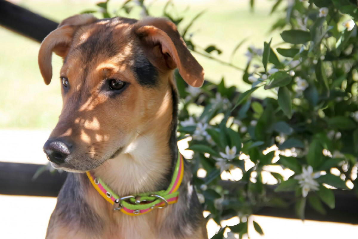 Allarme per i cani: collare anti-pulci pericoloso ancora in vendita e causa vittime reali