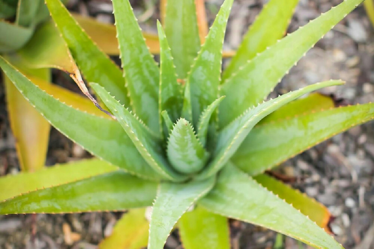 Aloe arborescens: la pianta dalle proprietà uniche per risvegliare benessere e vitalità naturale