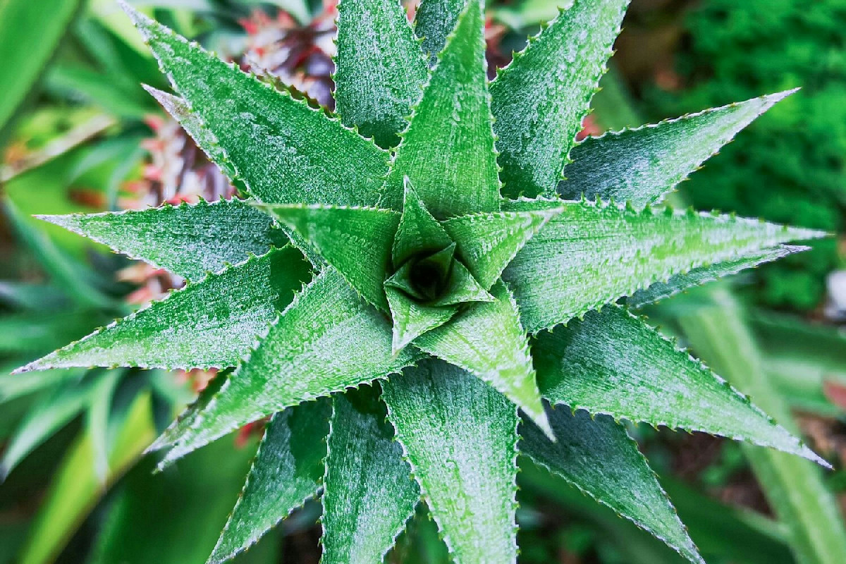Aloe arborescens: la pianta dalle proprietà uniche per risvegliare benessere e vitalità naturale