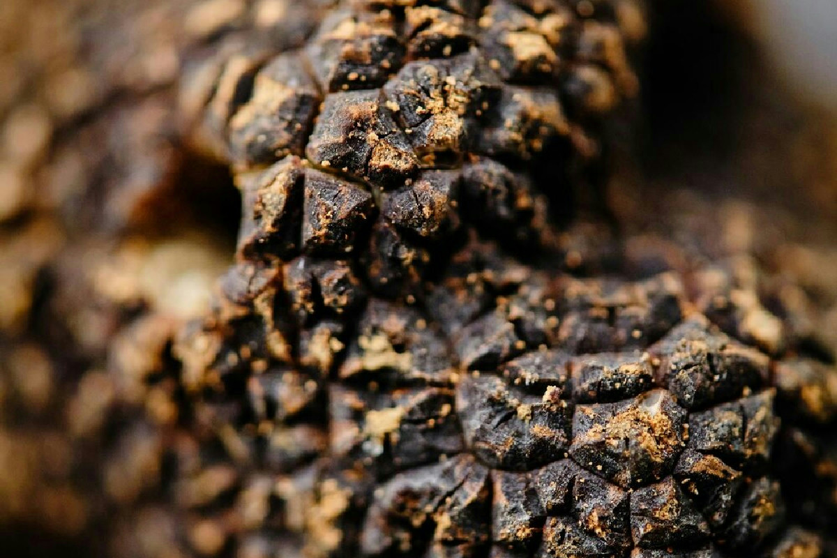 Tra gli Appennini, un angolo dove il tartufo regna e i piatti deliziano il palato con sapori unici