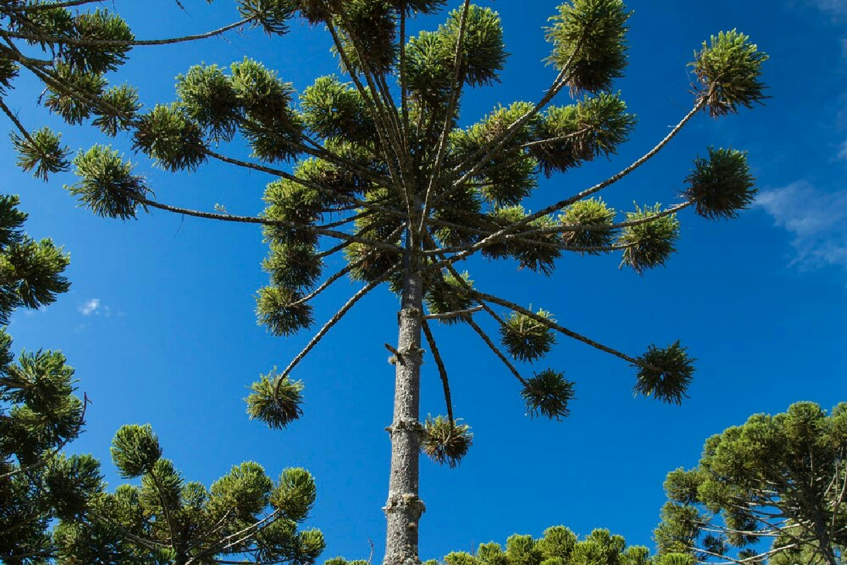 Araucaria: guida essenziale per la cura e consigli per farla vivere a lungo negli anni