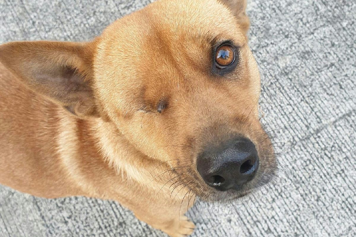 Cosa fare se il cane viene punto da un’ape o da una vespa per evitare complicazioni gravi