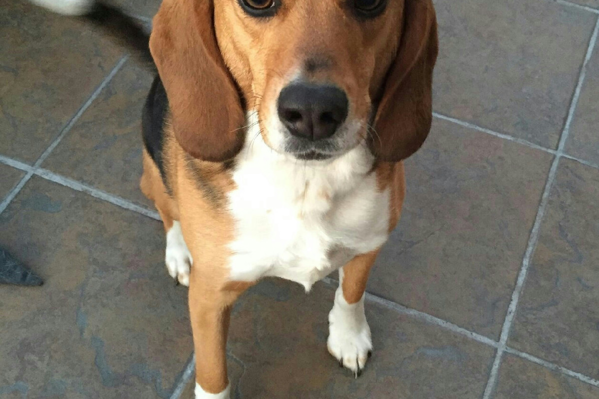 Cosa fare se il cane viene punto da un’ape o da una vespa per evitare complicazioni gravi