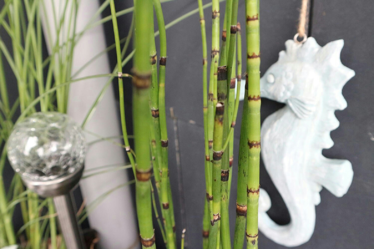 Pianta con bacche rosse ideale da piantare a gennaio per valorizzare e decorare il giardino