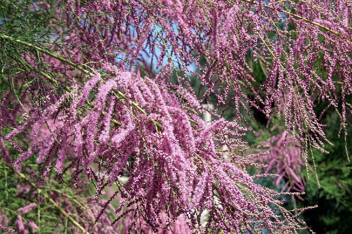 Le piante da esterno che resistono al gelo e fioriscono in inverno senza cure particolari