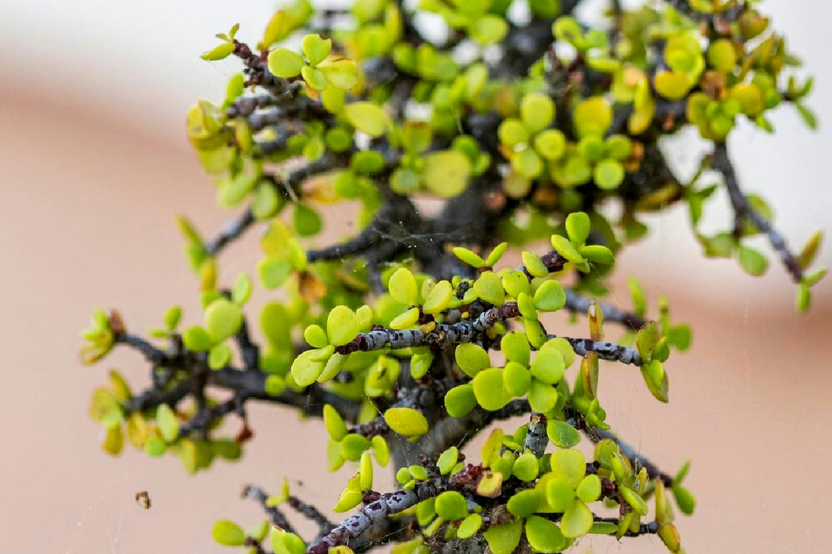 Quando sistemare l’albero di giada per attirare prosperità e cambiare la fortuna nel nuovo anno